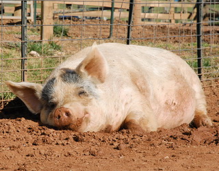 Підтримання добробуту свиней на фермах потребує чималих коштів і часто ігнорується